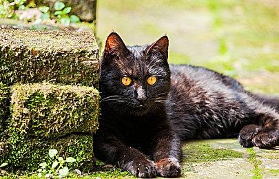 《炉石传说》10周年庆典活动 将免费送一张金卡和三个卡包